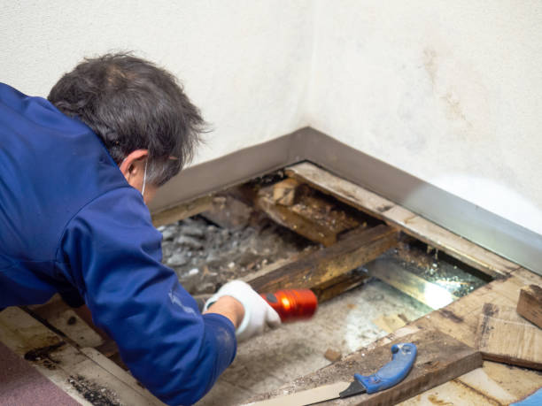 Best Commercial Mold Removal  in Wapello, IA