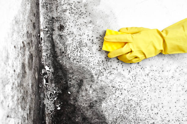 Best Office Mold Removal Services  in Wapello, IA