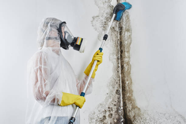 Crawl Space Mold Removal in Wapello, IA