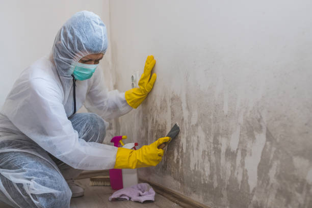 Best Water Damage Restoration  in Wapello, IA
