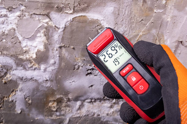 Best Black Mold Removal  in Wapello, IA