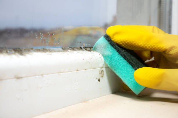 Attic Mold Removal in Wapello, IA