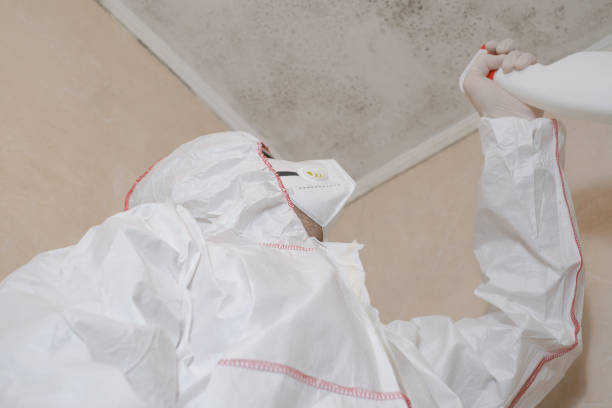 Best Mold Damage Repair  in Wapello, IA