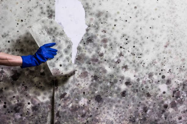 Best Mold Testing and Removal  in Wapello, IA