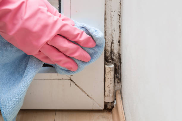 Best Mold Testing  in Wapello, IA
