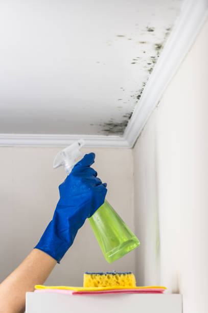 Trusted Wapello, IA Mold Removal Experts