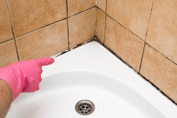 Best Residential Mold Removal  in Wapello, IA